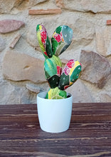 Carica l'immagine nel visualizzatore di Gallery, Piante di Pezza cod 4