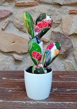 Carica l'immagine nel visualizzatore di Gallery, Piante di Pezza cod 74