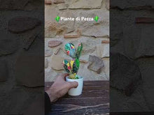 Carica e avvia il video nel visualizzatore di galleria, Piante di Pezza cod 4